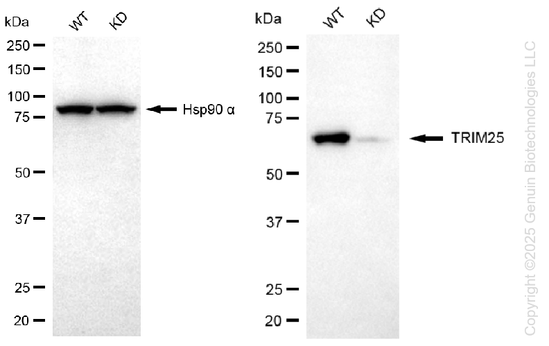 WB - KD-Validated Anti-Tripartite Motif Containing 25 Rabbit Monoclonal Antibody AGI1294